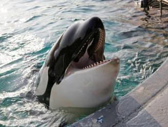 Hele wereld volgt Nederlands proces rond orka Morgan