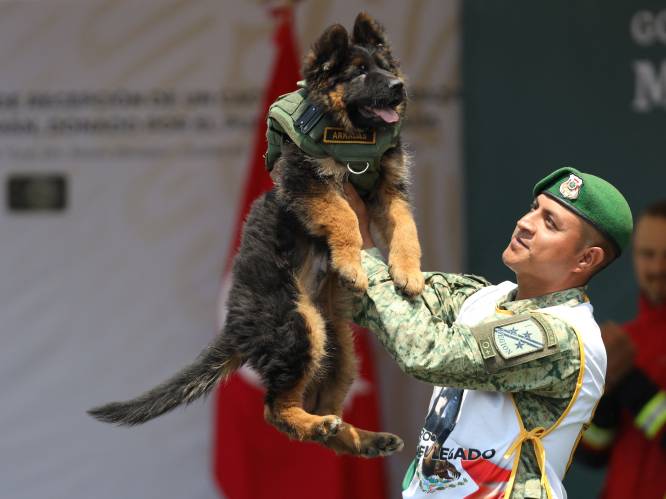Turkije schenkt Mexico schattige puppy nadat zoekhond omkwam tijdens reddingsmissie na aardbeving