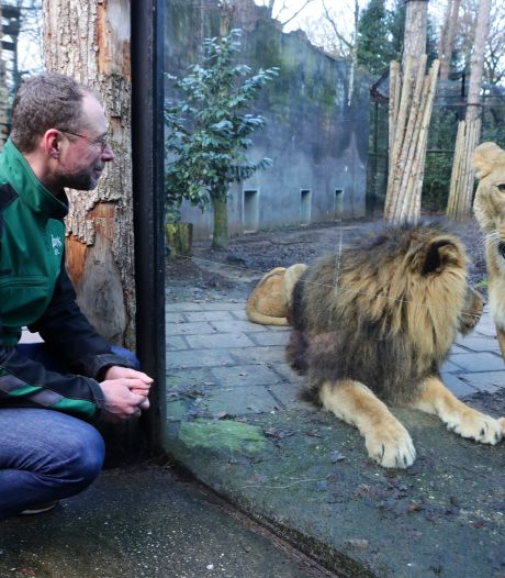 Slapeloze nachten over personeel dierentuin: ‘Ken jij iemand die weet hoe hij een tijger moet verzorgen?’