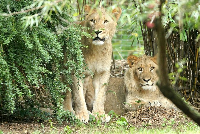 Archieffoto uit 2016 van leeuwen Motshegetsi (L) en Majo, de vader van de twee welpjes die door moeder Kigali werden opgevreten.