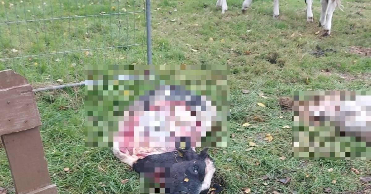 Dierenhouder doet lugubere ontdekking en vreest wolvenaanvaal: ‘Een dier van 200 kilo is verscheurd’