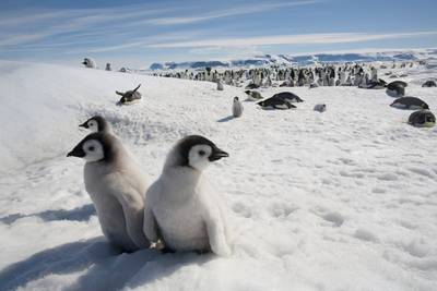 Pinguïns raken al hun jongen kwijt door afname zee-ijs rond Antarctica