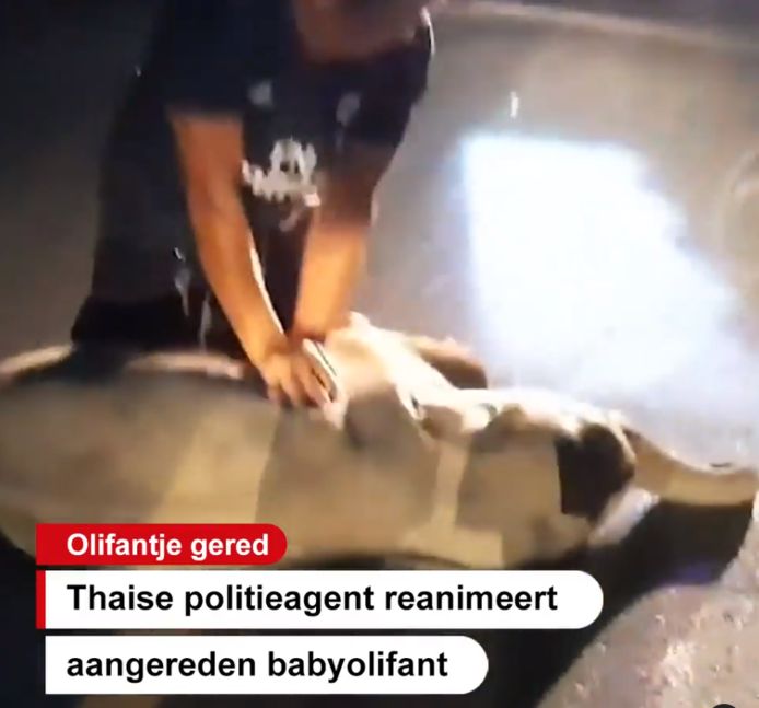 Een Thaise politieagent heeft het leven van een aangereden babyolifant gered.