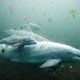 Onderzoekers ontwikkelen Shazam voor dolfijnengefluit