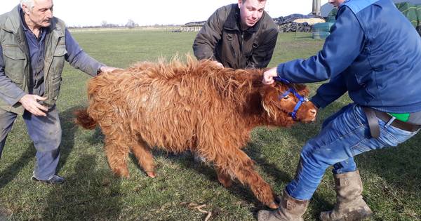Schotse hooglanders na acht dagen eindelijk gevangen | Zeeland - BN DeStem