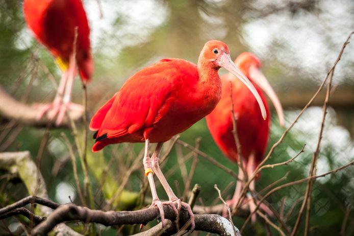 Rode Ibis Gespot In Natuurgebied De Liereman Oud Turnhout Hln Be