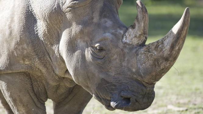 Stropers dringen Franse zoo binnen, doden neushoorn en snijden hoorn af met kettingzaag