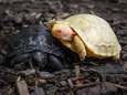 Wereldprimeur: albino-galapagosreuzenschildpad geboren in Zwitserse zoo