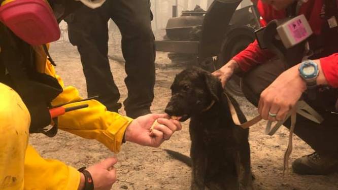 Puppy levend aangetroffen in de asresten van bosbrand in Californië