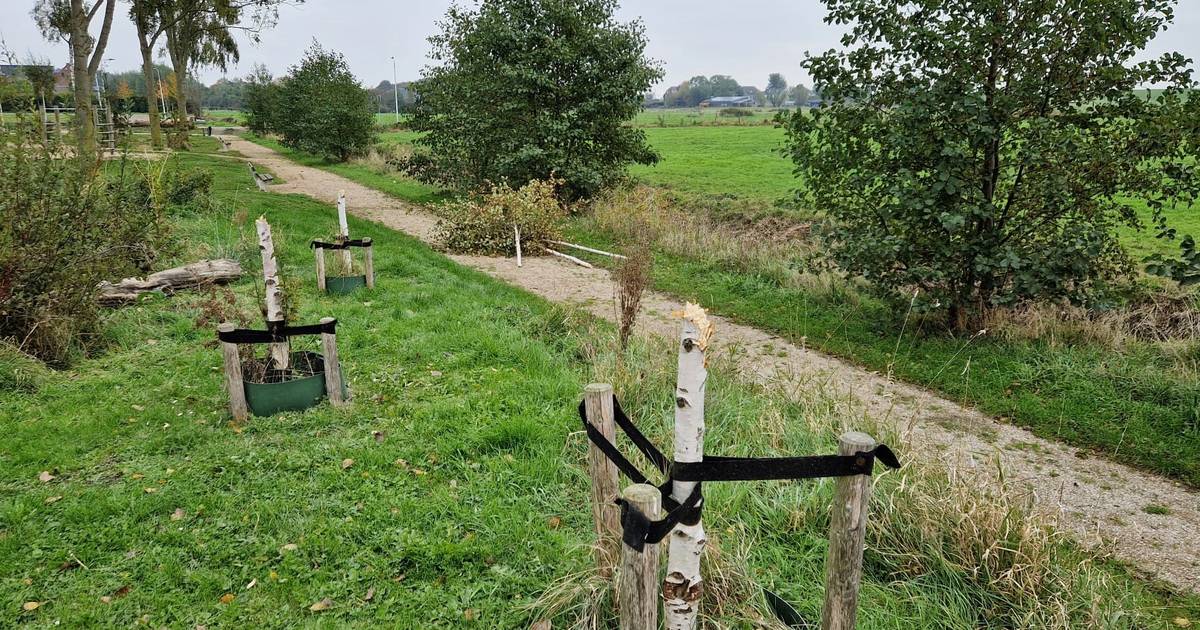 Acht bomen in parkje in Hekelingen omgekapt door onbekenden