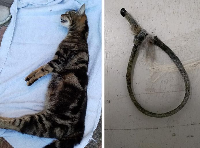 Gruwelijke vondst in Lelystad, hoogzwangere kat aan brievenbus ...