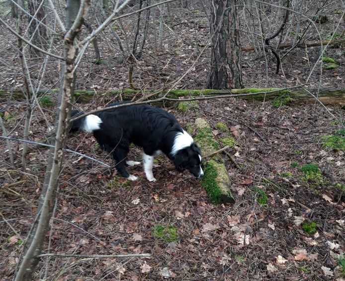 Tycho, de hond van Henny uit Schaijk, werd gestolen terwijl ze hem uitliet.