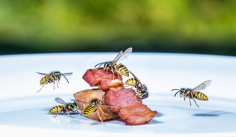 Tieni lontane le vespe con questi 5 consigli d’oro