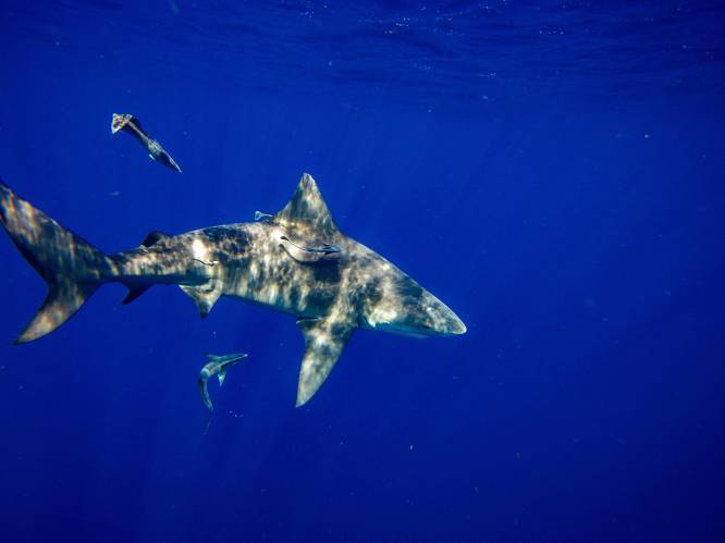 Drie zwemmers gewond bij aanval haai in Florida
