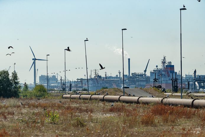 De natuurfilm over de Moerdijkse haven is waarschijnlijk vanaf dit najaar te zien in de bioscoop.