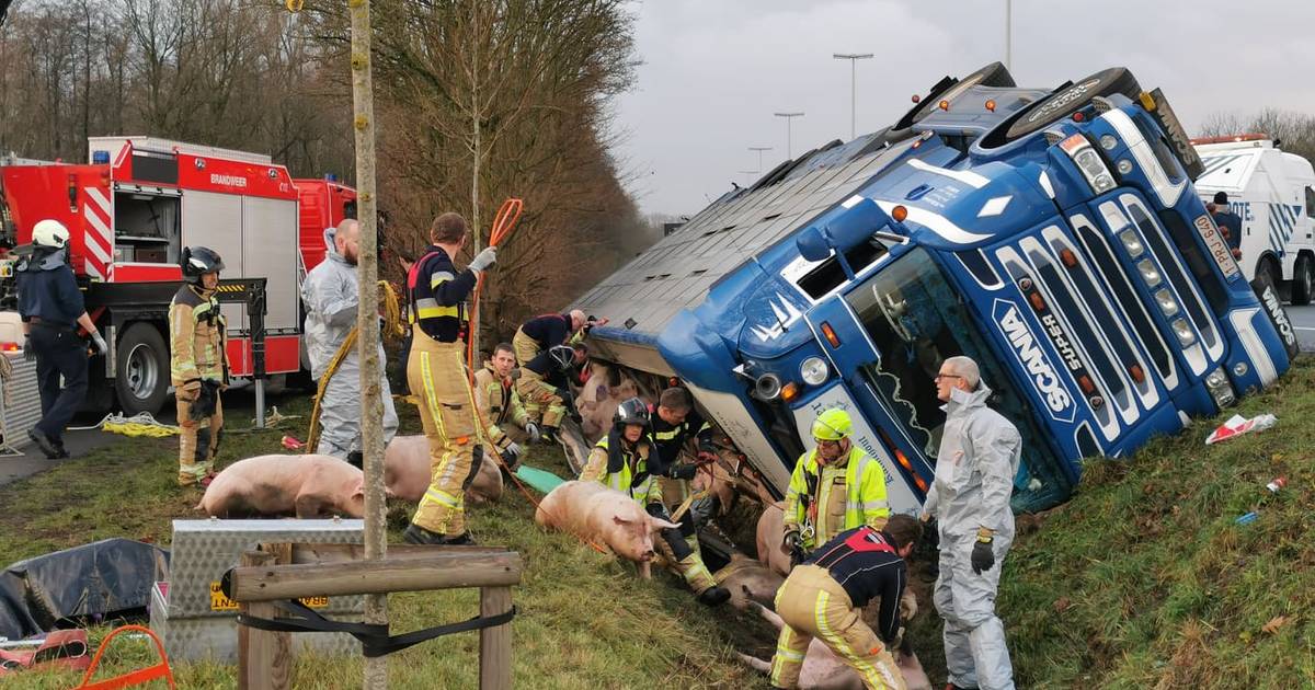 E34 richting Antwerpen afgesloten na ongeval met varkenstransport.