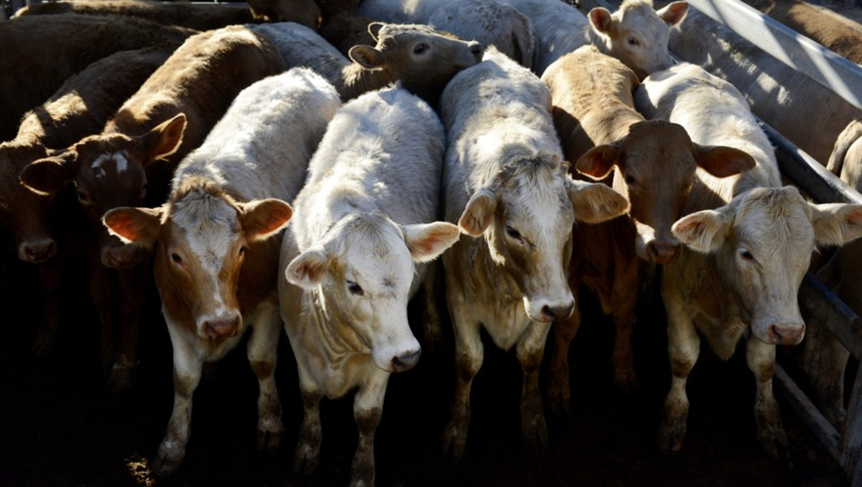 Australische vleeskoeien Beeld epa