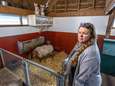 Een wolf midden in Zwolle? ‘Heel onwaarschijnlijk’, maar toch onderzoek naar aangevallen schapen