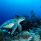 Bonaire is een makkelijk snorkelparadijs - maar ook de ruige oostkust is de moeite waard