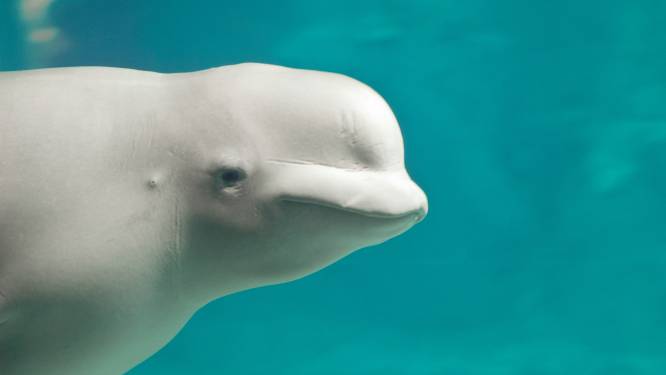 Franse hulpverleners bezorgd over ondervoede witte dolfijn in de Seine