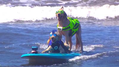 Des chiens surfent pour la bonne cause en Californie