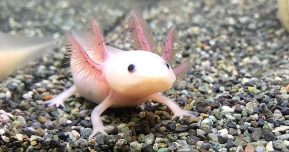 Axolotl, tout savoir sur cet étrange amphibien !