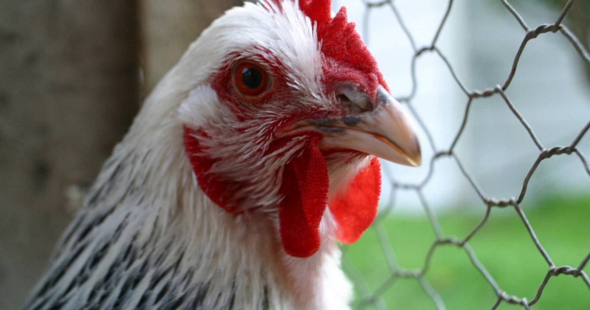 Gerard Rouw is dump van hanen beu: 'Ik ben geen kippenopvang!'