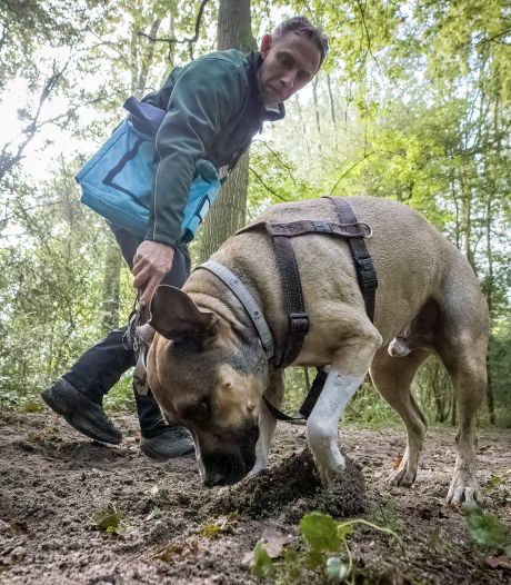 Martijn vindt honderden kostbare truffels met zijn zelfgetrainde speurhond: ‘Dexter jokt niet’