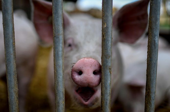 De opvallendste afname was er bij de varkens: -9 procent tot 10,5 miljoen geslachte dieren in 2022.