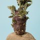Alleen Ellen Mandemaker kan een aardappel zo fotograferen dat hij je hart breekt ★★★★☆