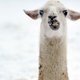 Lama bedankt voor baantje als wolvenwachter