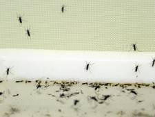 La dengue réapparaît en Grèce après 85 ans