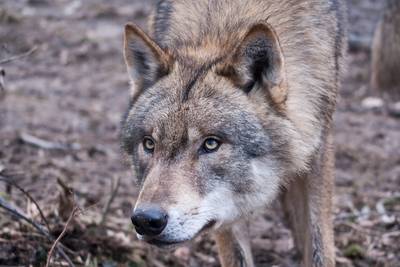 Mogelijk wolf in Friesland: twee dode schapen in Appelscha