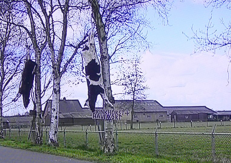Koeienkadavers in de bomen tijdens de MKZ-crisis 2001, zoals te zien in De boerenrepubliek. Beeld BNNVara