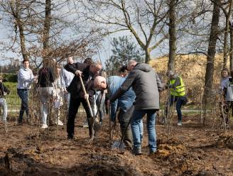 Niet alleen quizvragen beantwoorden, maar ook bomen planten voor Bergeijkse Kwis’t 