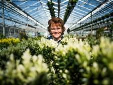 Tuincentra doen buxus in de ban vanwege mottenplaag