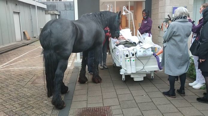 Het paard moest 400 kilometer afleggen om bij zijn bazin te komen. Voor een afscheid dat niemand onberoerd liet.