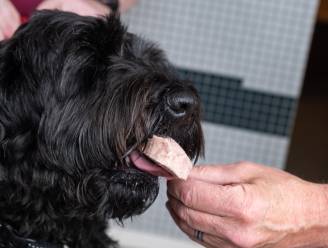 Leverworst op een stokkie: bij deze ijssalon is ‘blafijs’ voor honden niet aan te slepen