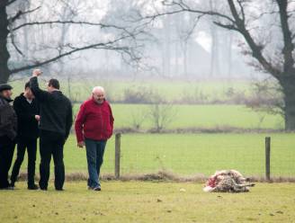 Wolven bijten weer vier schapen dood in Helchteren, teller staat al op veertien in twee maanden: “Deze keer hebben ze zelfs een dier doormidden gebeten”