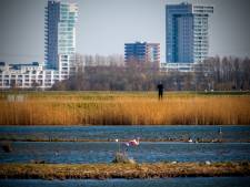 Flamingo’s maken fotogenieke tussenstop aan de rand van Rotterdam: ‘Dit is wel een heel bijzonder gezicht’