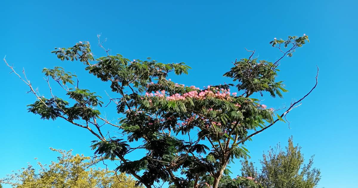 MIJN FOTO | Een slaapkop met roze bloemetjes