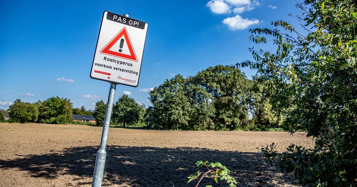 Knolcyperus rukt op, velden in Lage Mierde langdurig afgesloten: ‘Dit is een serieuze bedreiging’