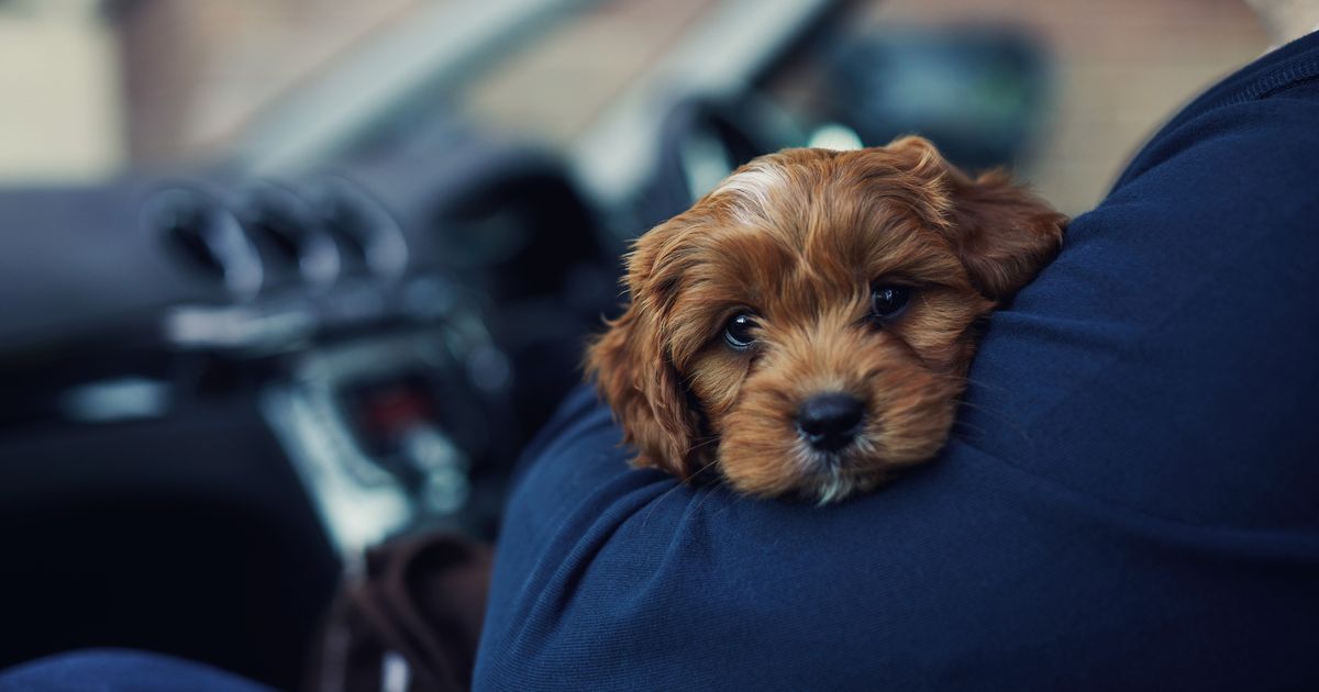 Waarom Sommige Mensen Meer Van Honden Dan Van Mensen Houden