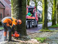 PrO houdt vol: ‘Voor elke boom die in Oisterwijk wordt gekapt, moet een nieuwe geplant worden’
