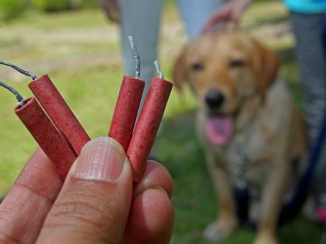 Dierenliefhebbers blijven ondanks vuurwerkverbod op hun hoede: ‘Het kattenluik gaat gewoon dicht’