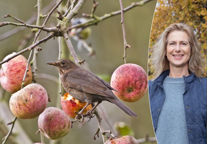 Onze tuinexperte Laurence Machiels legt uit hoe je meer vogels in je tuin krijgt.