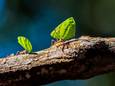 De werksters knappen klusjes op en zoeken voedsel (illustratiebeeld).
