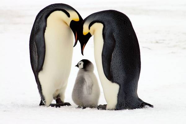Snow Babies