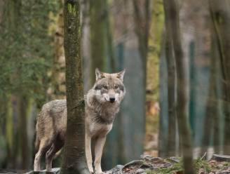 Minister bevestigt aanwezigheid van wolf in Wallonië