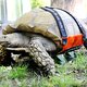 Deze schildpad van 100 kilo kan zich eindelijk weer verplaatsen, en wel dankzij een skateboard